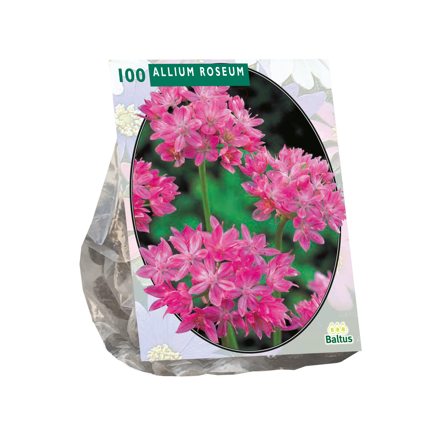 Allium Roseum - 100 stuks - Bloembollen