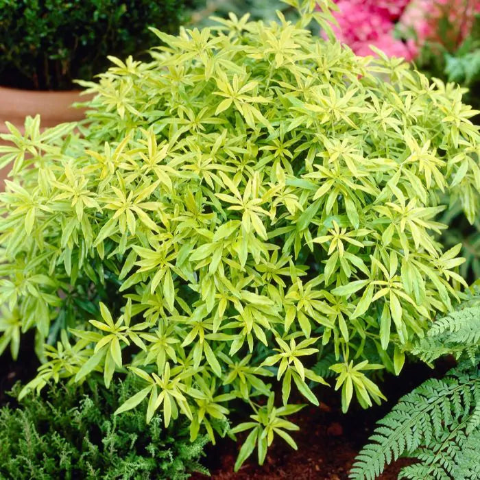 Choisya (Choisya ternata doigts d'or)