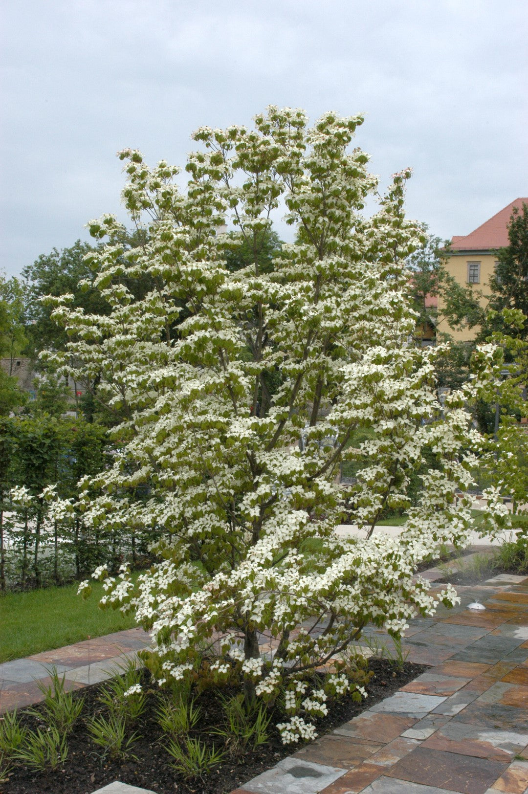 Cornouiller (Cornus kousa chinensis)