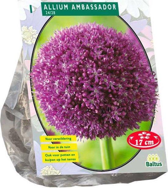 Allium Ambassador - 1 stuk - Bloembollen