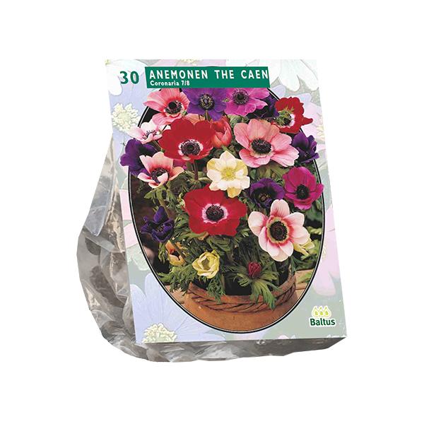 Anemone de Caen, Mix - 30 stuks - Bloembollen
