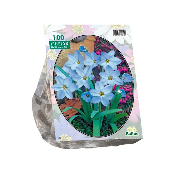 Ipheion - 100 pièces - Bulbes à fleurs