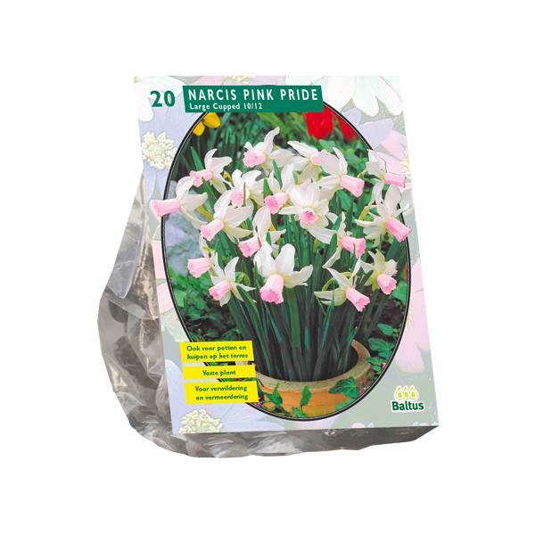 Narcis Mini Pink Pride - 20 stuks - Bloembollen