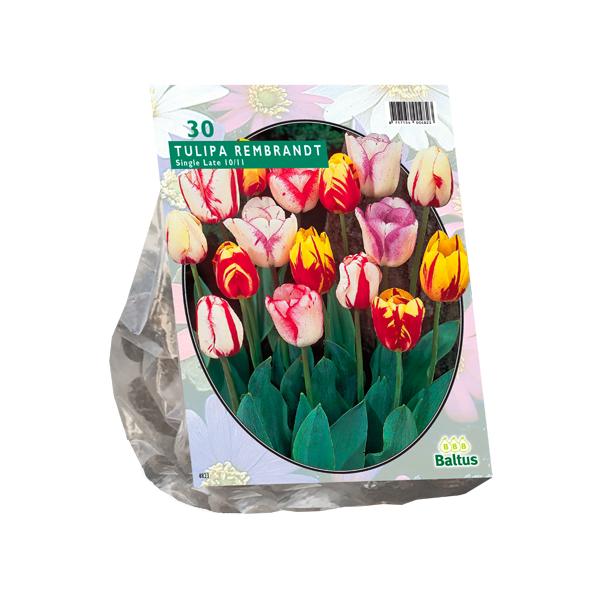 Tulipa Rembrandt Mix - 30 stuks - Bloembollen