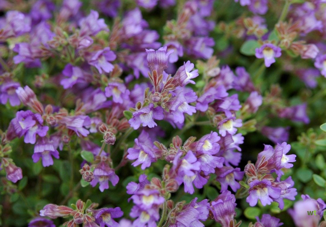 Chaenorhinum (Chaenorhinum orig. 'Blue Dream') - Tuinplanten