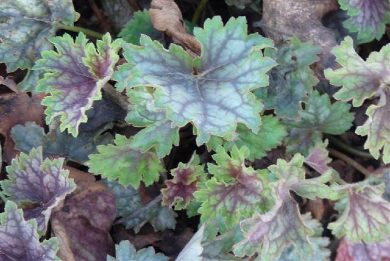 Damastbloem (Heuchera 'Beauty Color') - Tuinplanten