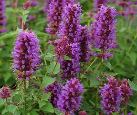 Dropplant (Agastache 'Blue Boa') - Tuinplanten