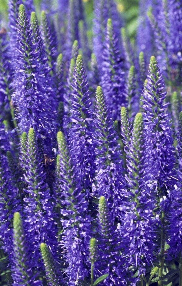 Ereprijs (Veronica spicata 'Blue') - Tuinplanten