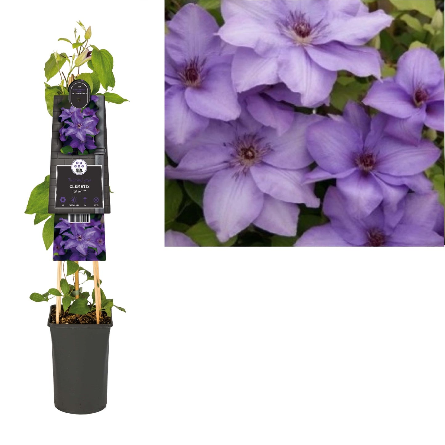 Klimplant Clematis Esther PBR (Bosrank) - Klimplanten