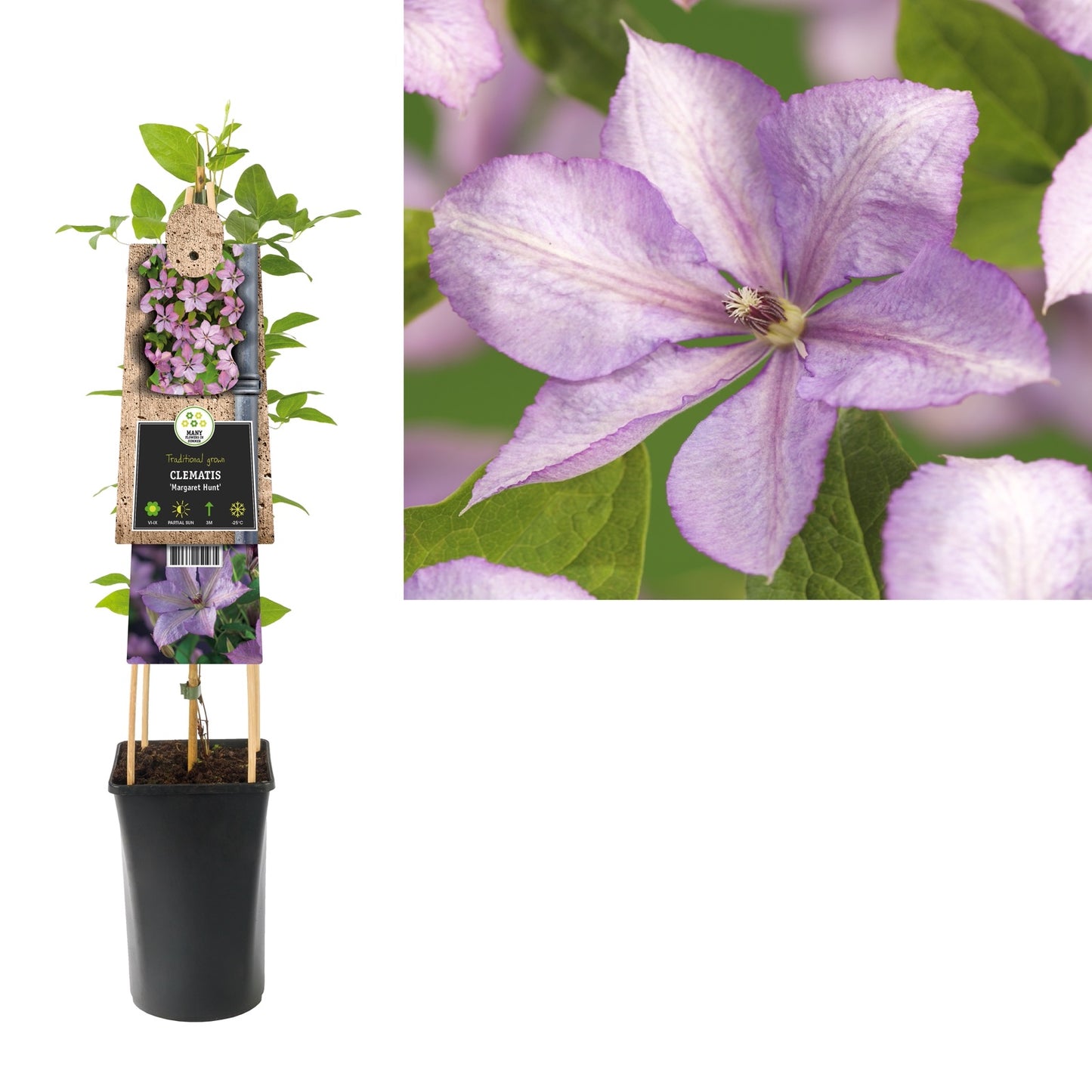 Klimplant Clematis Margaret Hunt (Bosrank) - Klimplanten