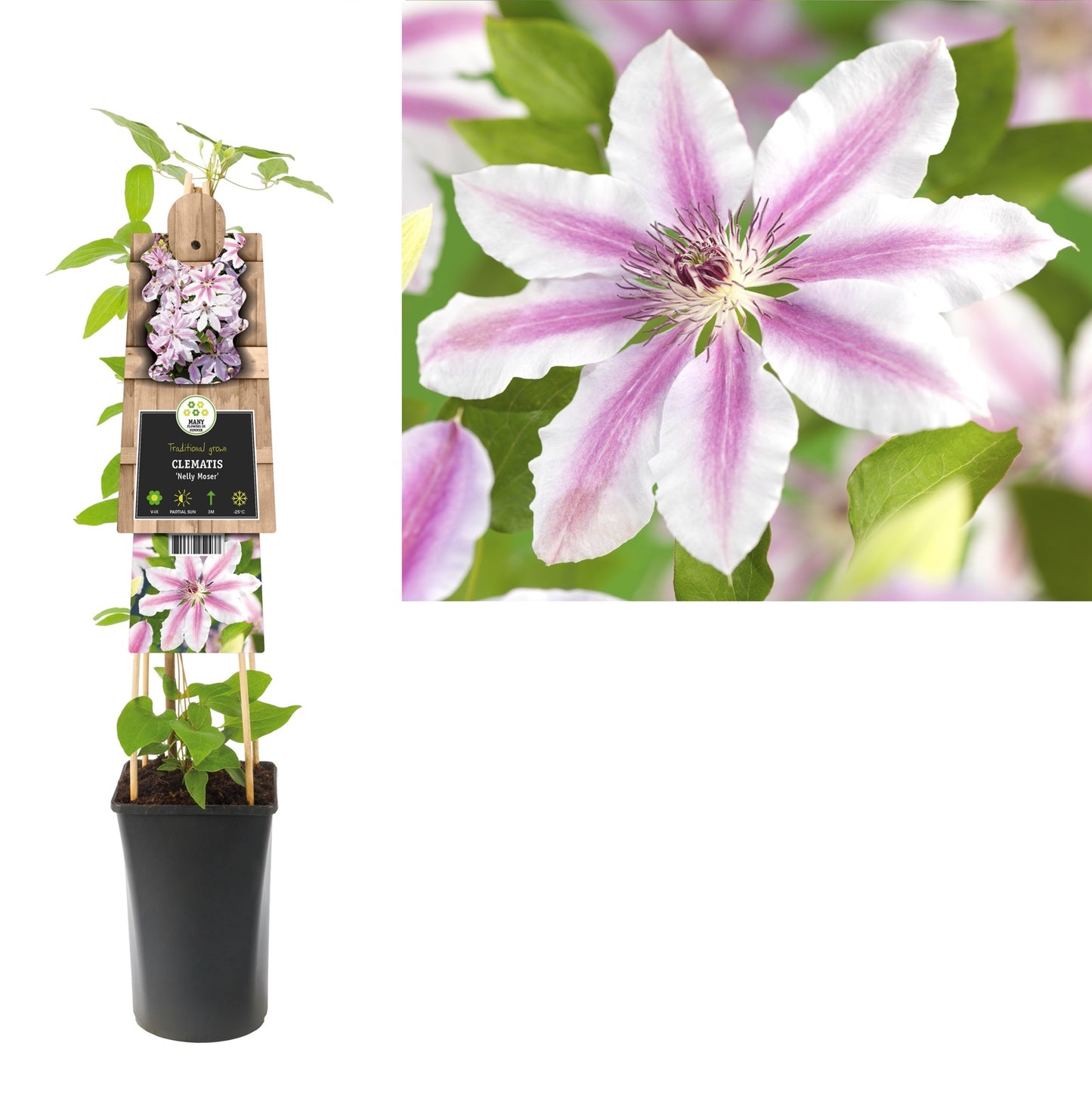 Klimplant Clematis Nelly Moser (Bosrank) - Klimplanten