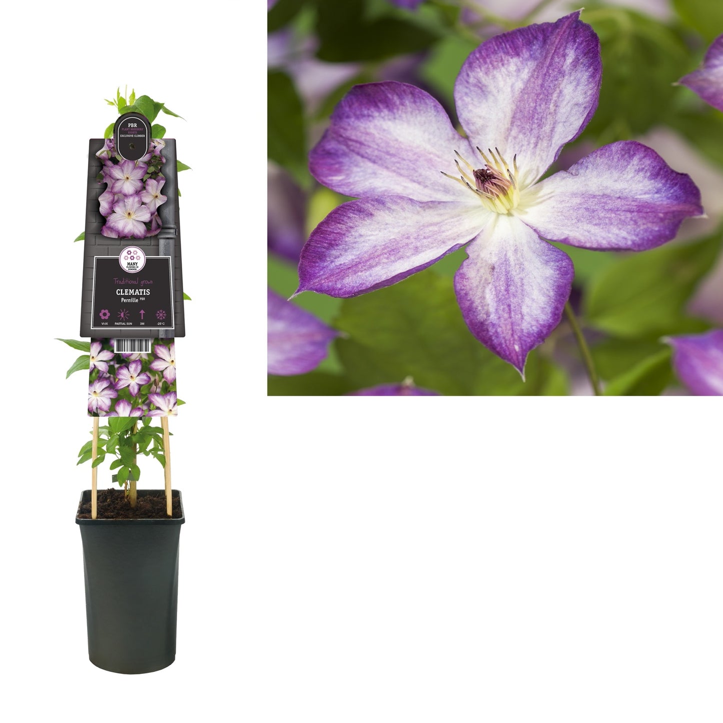 Klimplant Clematis Pernille PBR (Bosrank) - Klimplanten