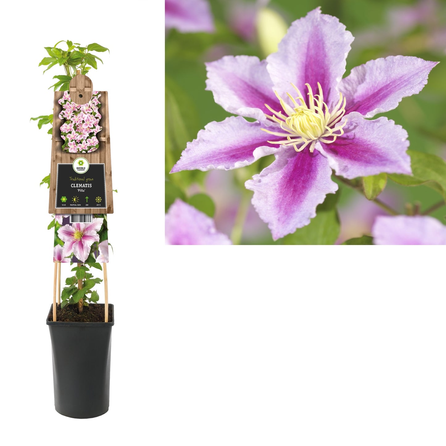 Klimplant Clematis Piilu (Bosrank) - Klimplanten