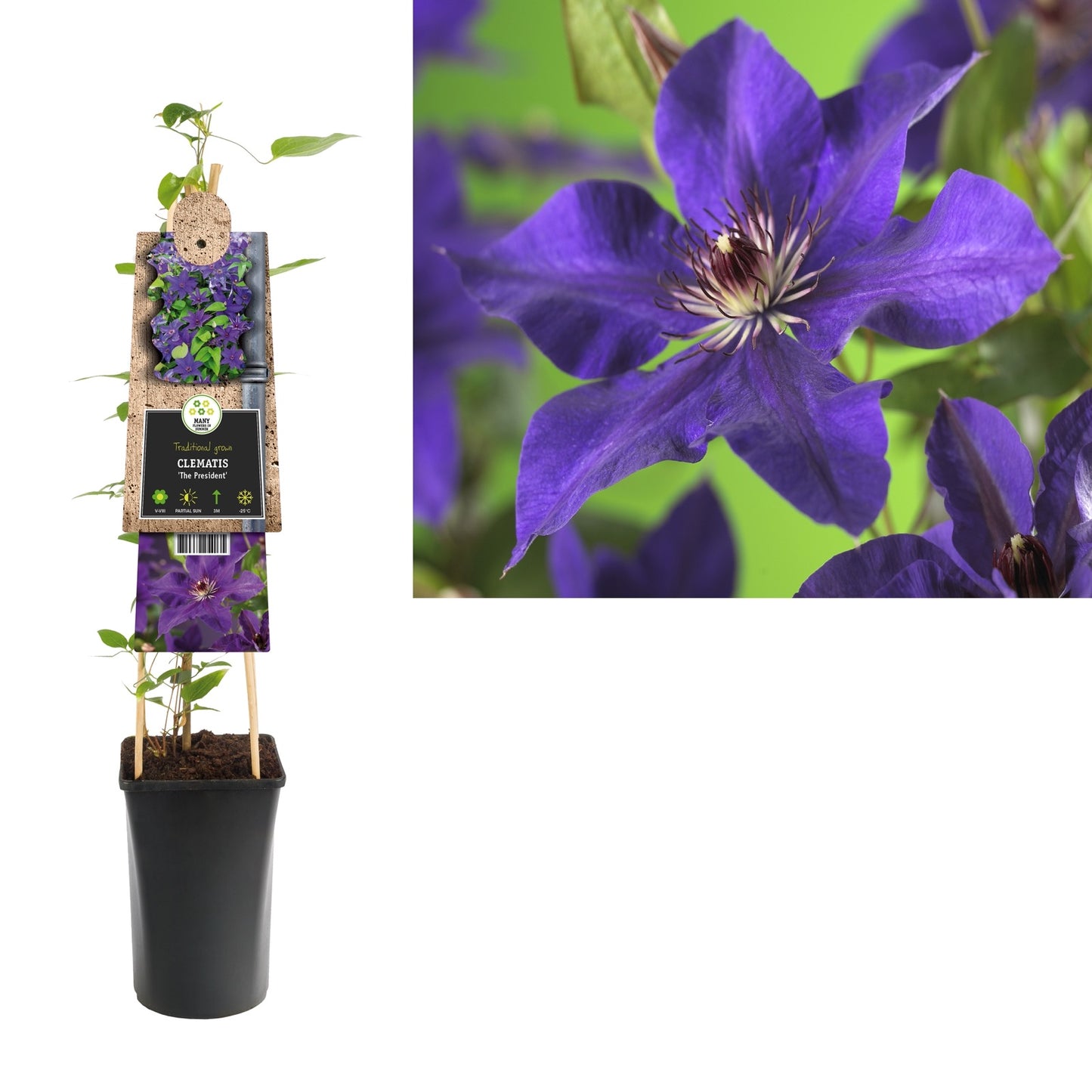 Klimplant Clematis The President (Bosrank) - Klimplanten