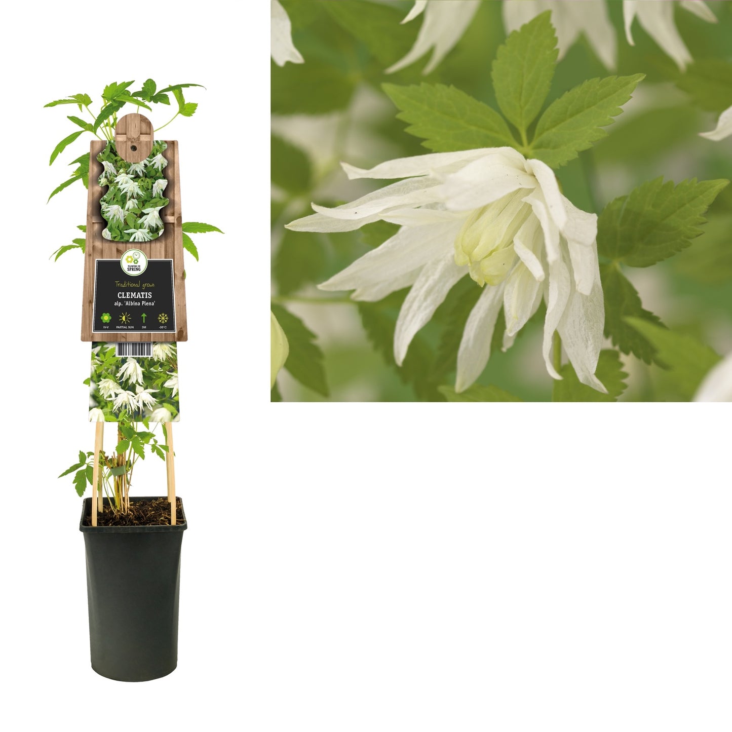 Klimplant Clematis alp. Albina Plena (Bosrank) - Klimplanten