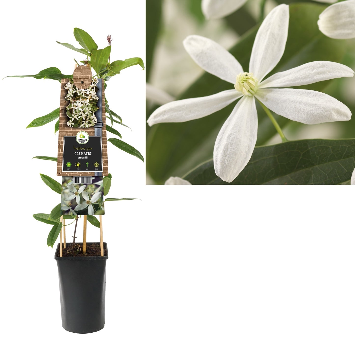 Klimplant Clematis armandii (Bosrank) - Klimplanten