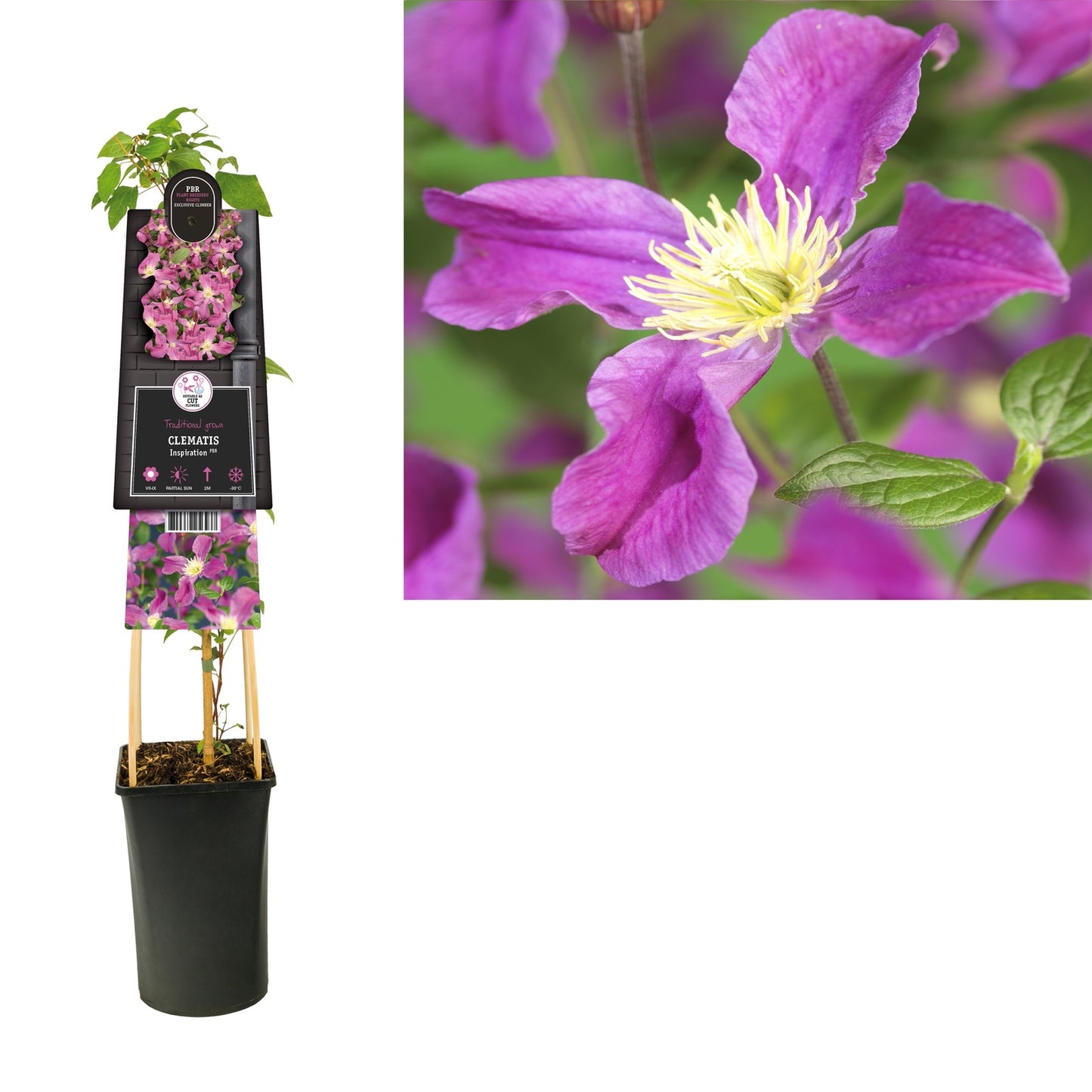 Klimplant Clematis Arabella (Bosrank) - Klimplanten