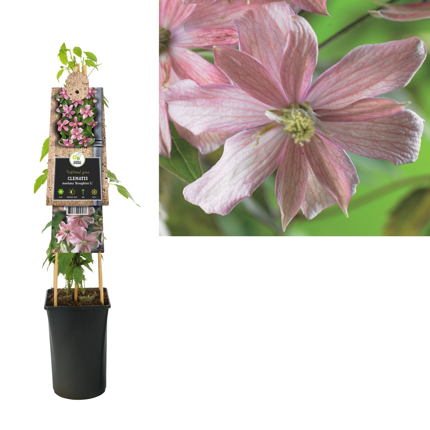 Klimplant Clematis montana Broughton S.(Bosrank) - Klimplanten