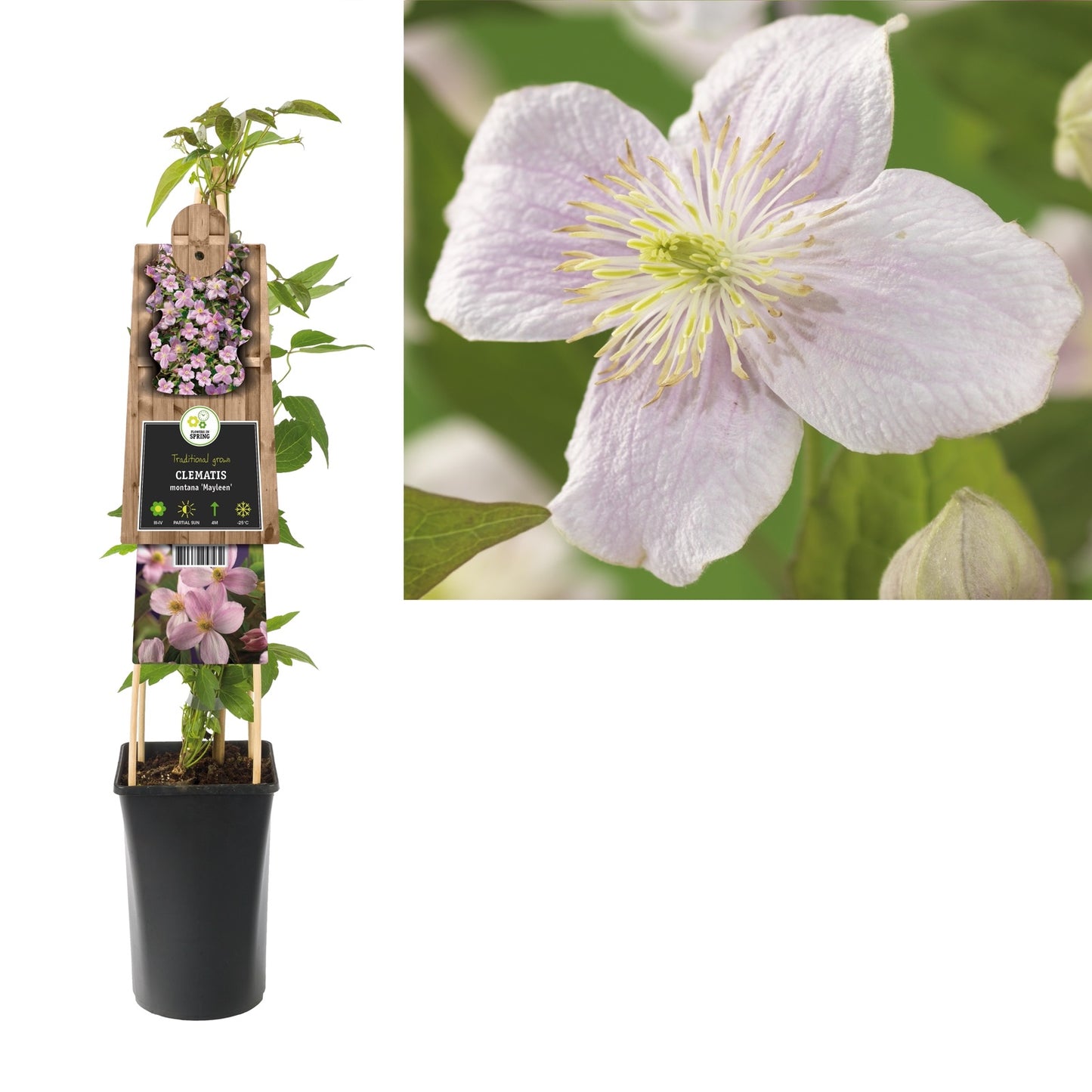 Klimplant Clematis montana Mayleen (Bosrank) - Klimplanten