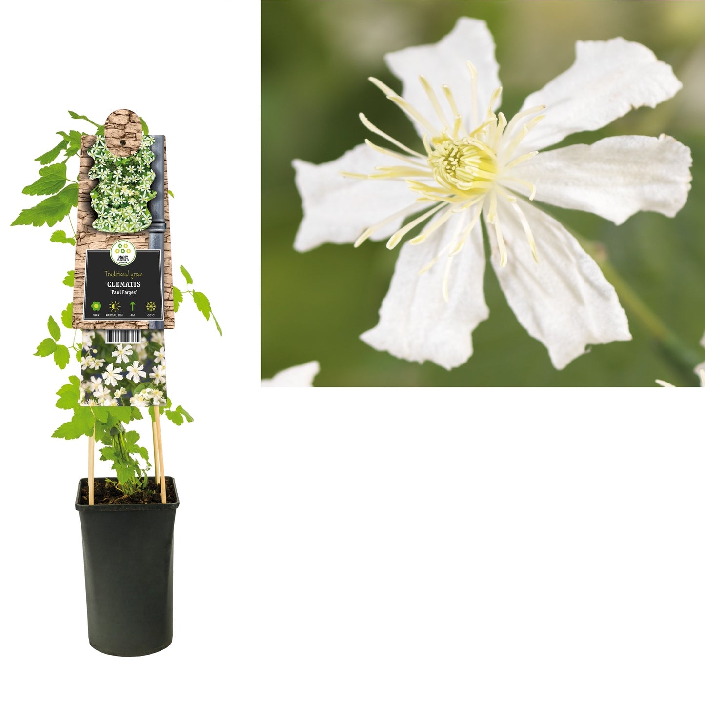 Klimplant Clematis Paul Farges (Bosrank) - Klimplanten