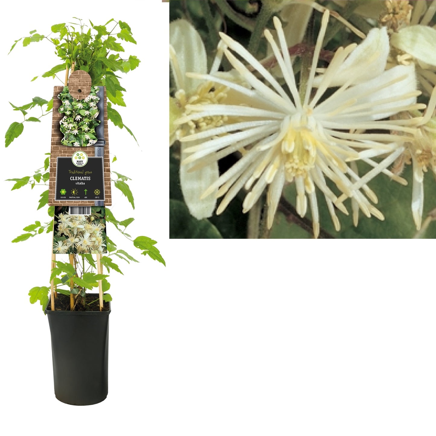 Klimplant Clematis vitalba (Bosrank) - Klimplanten