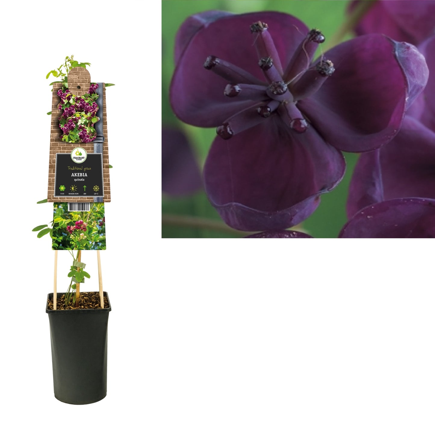 Klimplant Akebia quinata (schijnaugurk) - Klimplanten