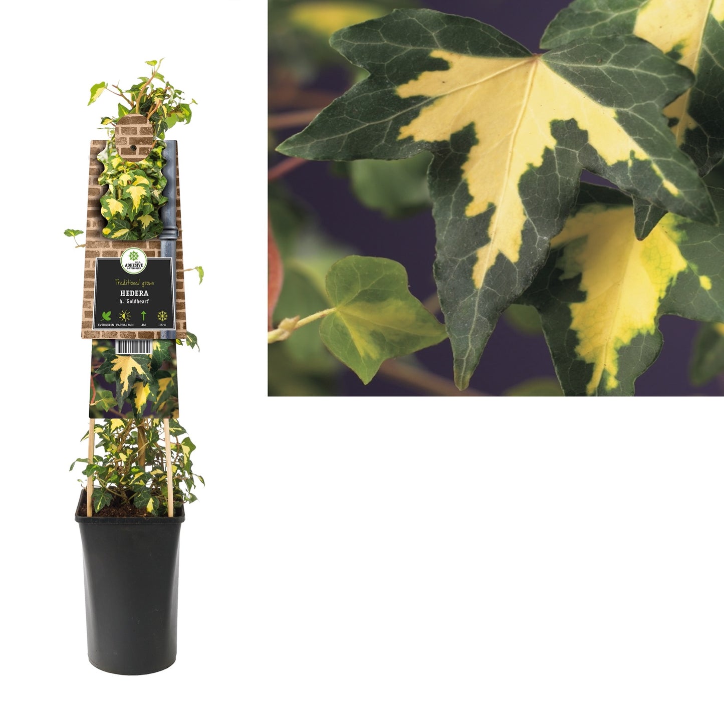 Klimop Hedera h. Goldheart - Klimplanten