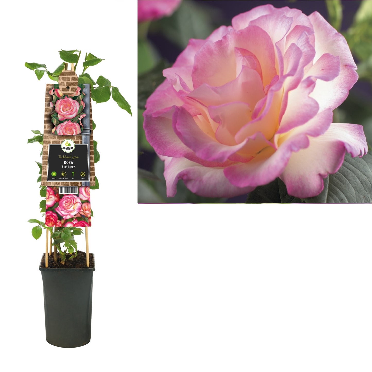 Klimplant Rosa Pink Candy (Klimroos) - Klimplanten