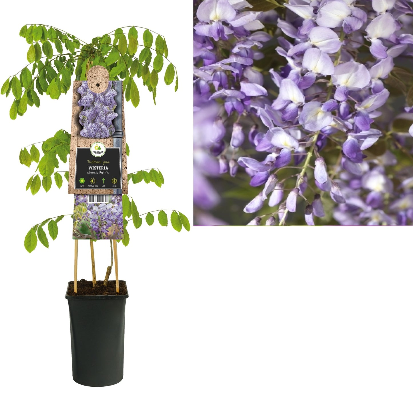 Klimplant Wisteria sinensis Prolific (blauwe regen) - Klimplanten