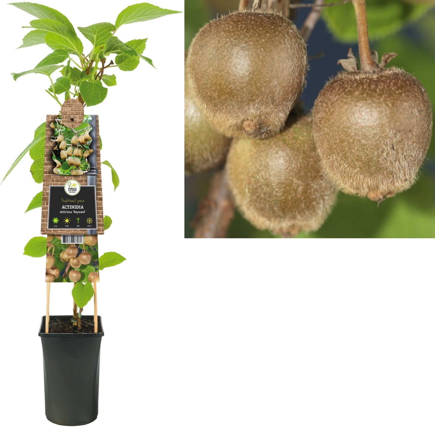 Klimplant Actinidia deliciosa Hayward (kiwi) - Klimplanten