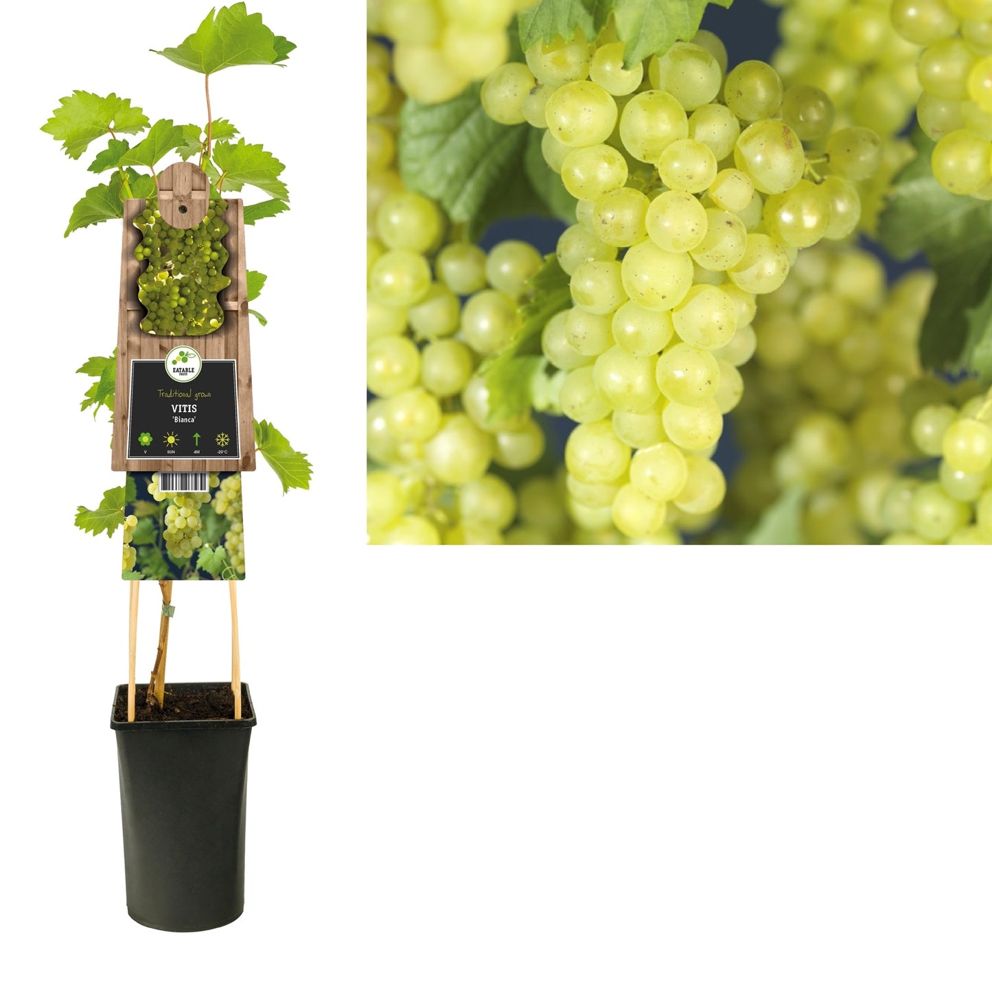 Klimplant Vitis Bianca (druif) - Klimplanten