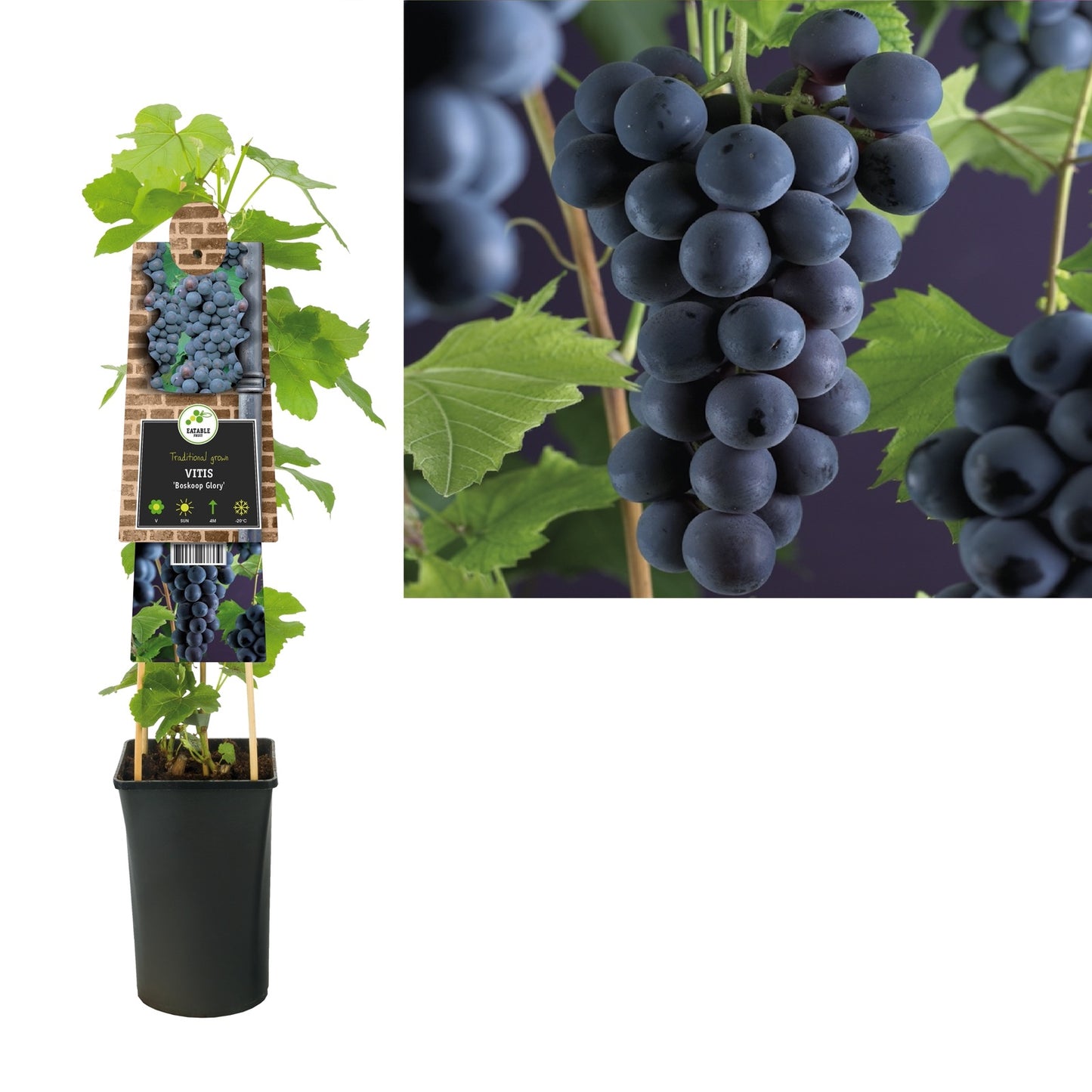 Klimplant Vitis Boskoop Glory (druif) - Klimplanten