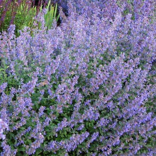 Kattekruid (Nepeta faassenii) - Tuinplanten
