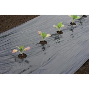 Kweekfolie voor grote groenten - Kweekbenodigdheden
