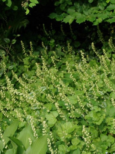 Mijterloof (Tellima grandiflora) - Tuinplanten