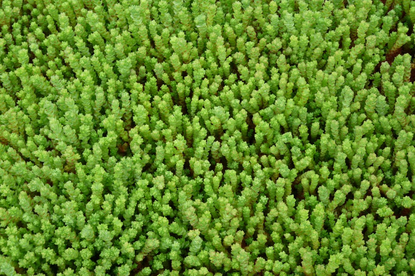 Muurpeper (Sedum acre) - Tuinplanten
