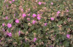 Ooievaarsbek (Geranium cantabrigiense 'Karmina') - Tuinplanten