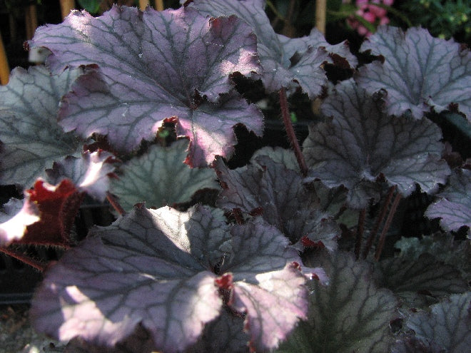 Purperklokje (Heuchera 'Black Pearl') - Tuinplanten