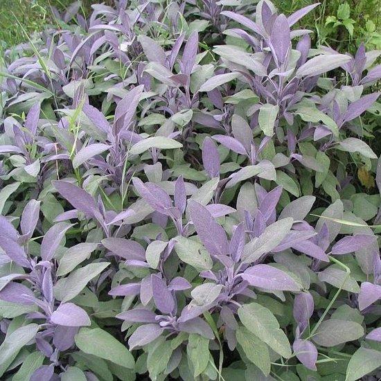 Salie (Salvia officinalis) - Tuinplanten