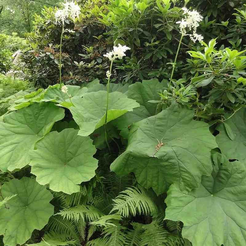Tafelblad (Astilboides tabularis) - Tuinplanten