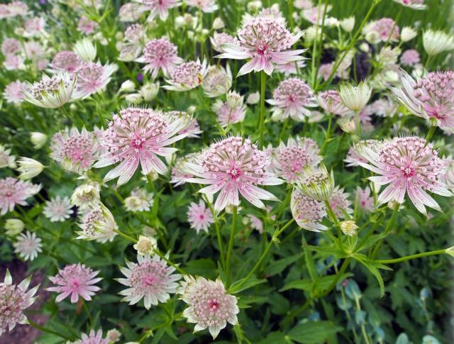 Zeeuws knoopje (Astrantia major) - Tuinplanten