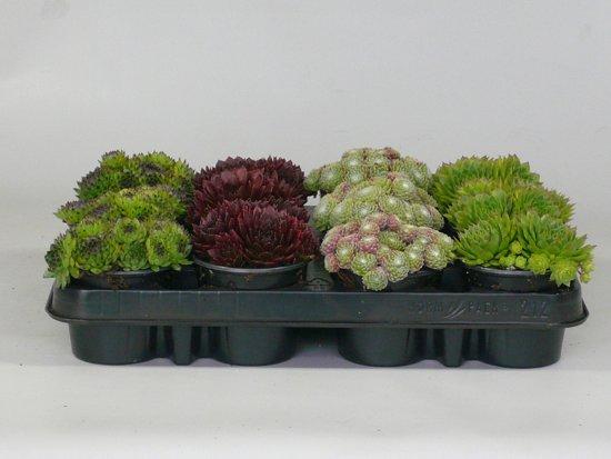 Mélange de Sempervivum (kit de bordure) -