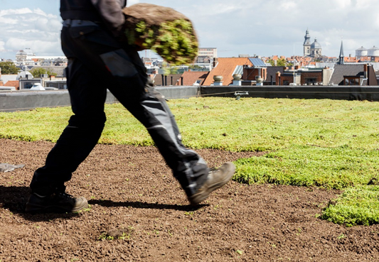 Zelf je groendak aanleggen