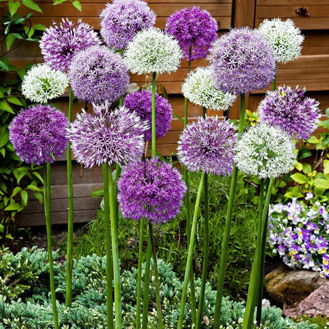 Allium bollen