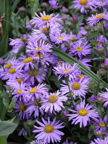 Aster