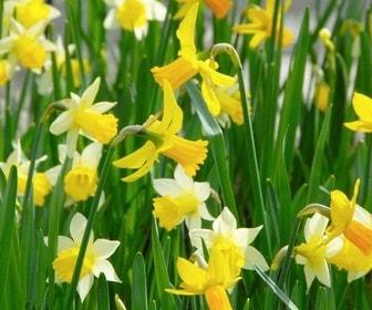 Narcis bollen