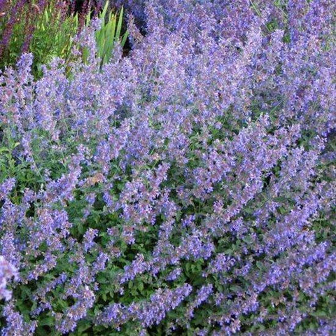 Sterk geurende planten