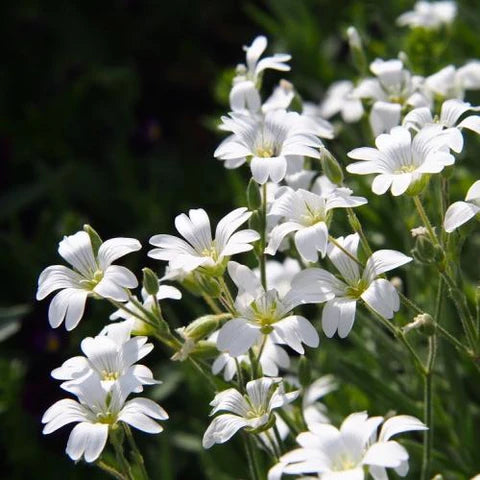 Grijs en witte planten