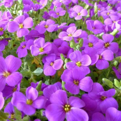 Alpine Planten