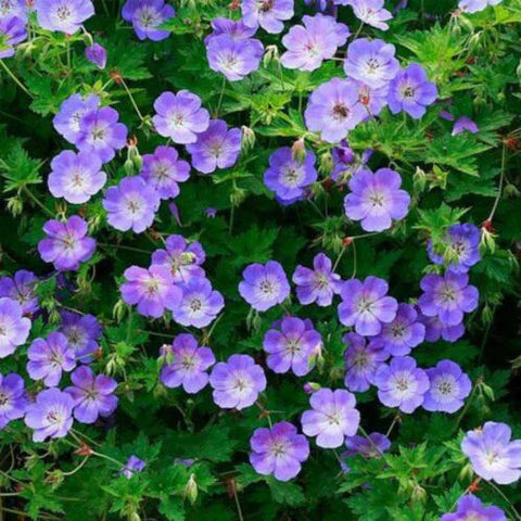 Blauw en paars bloeiende planten